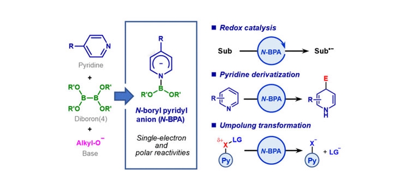 Summary of our research on N-boryl pyridyl anion chemistry was published in Accounts of Chemical Research.