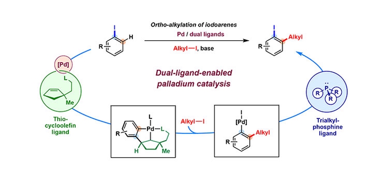 Palladium-Catalyzed ortho-Alkylation of Iodoarenes Enabled by a Cooperative Cycloolefin Ligand and a Bulky Trialkylphosphine (Synpacts).