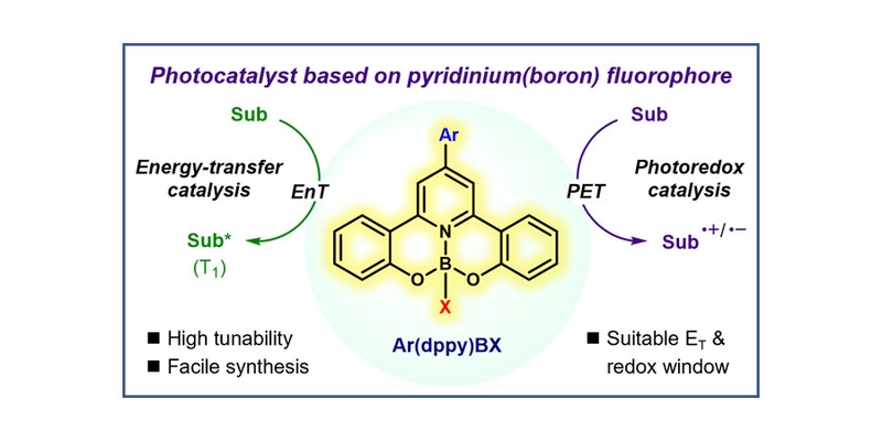 Pyridinium(Boron) Fluorophores as Versatile Photocatalysts